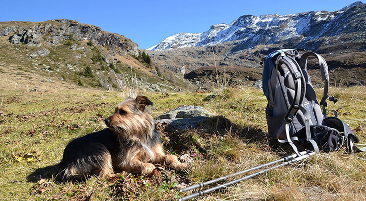 Urlaub mit deinem Hund 2 Urlaub mit deinem Hund